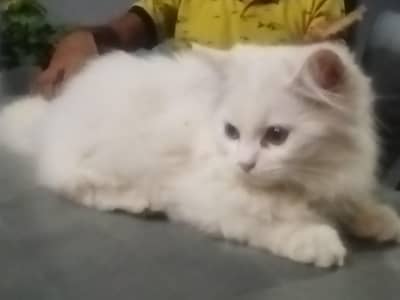 Persian pair with 2 kitten