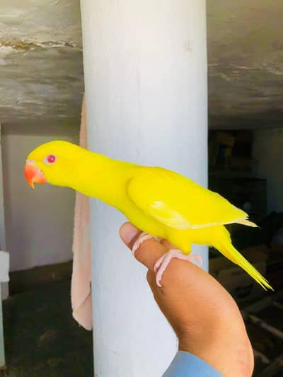 yellow parrot Tame patha