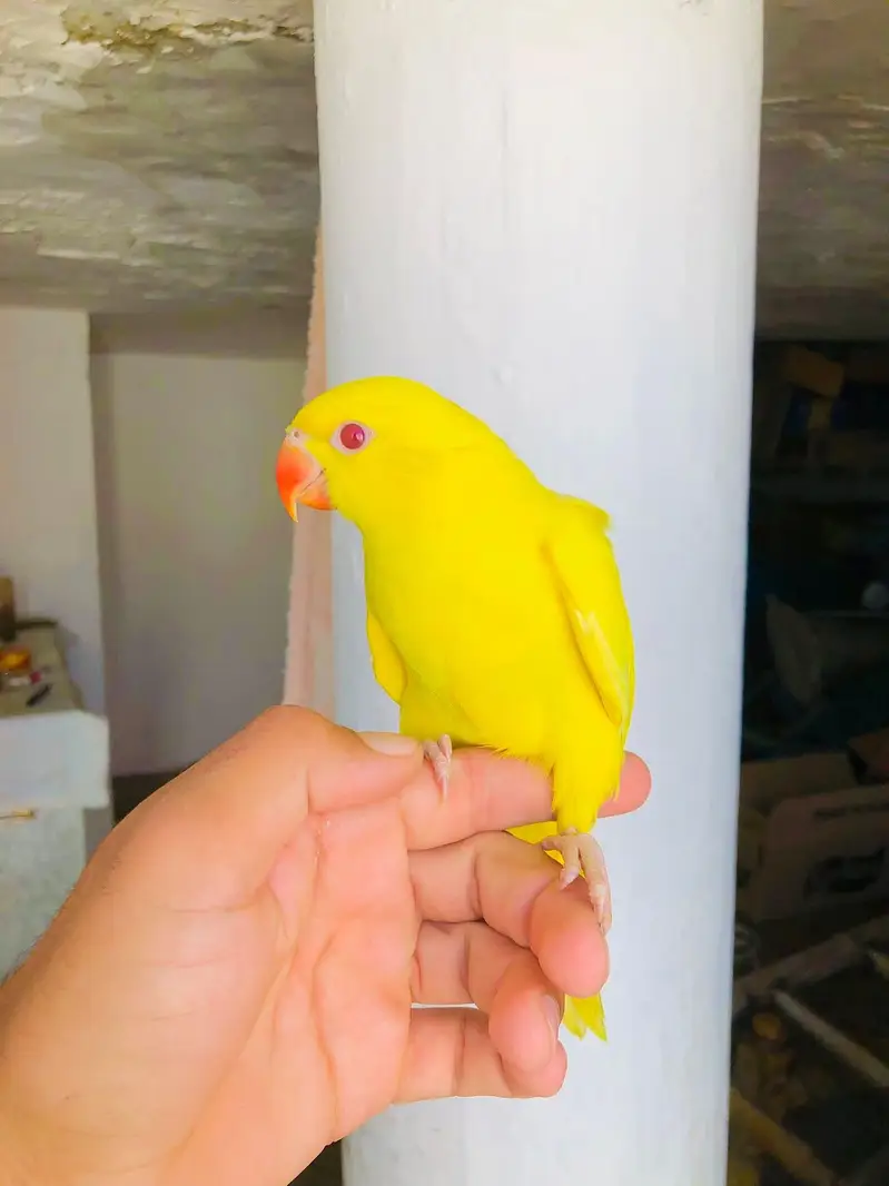 yellow parrot Tame patha — photo 3