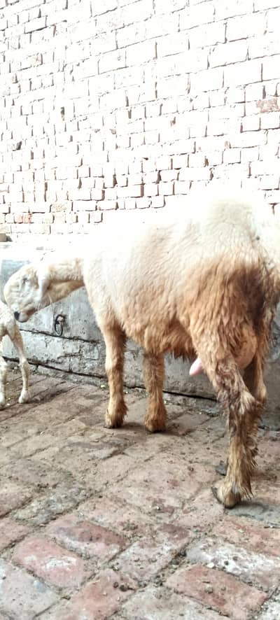 Pure Mundri for sale in Gujrat + kid for sale