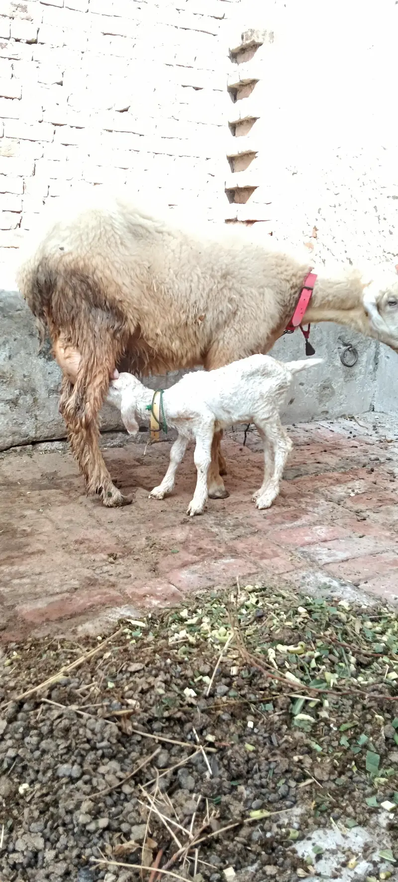 Pure Mundri for sale in Gujrat + kid for sale — photo 2