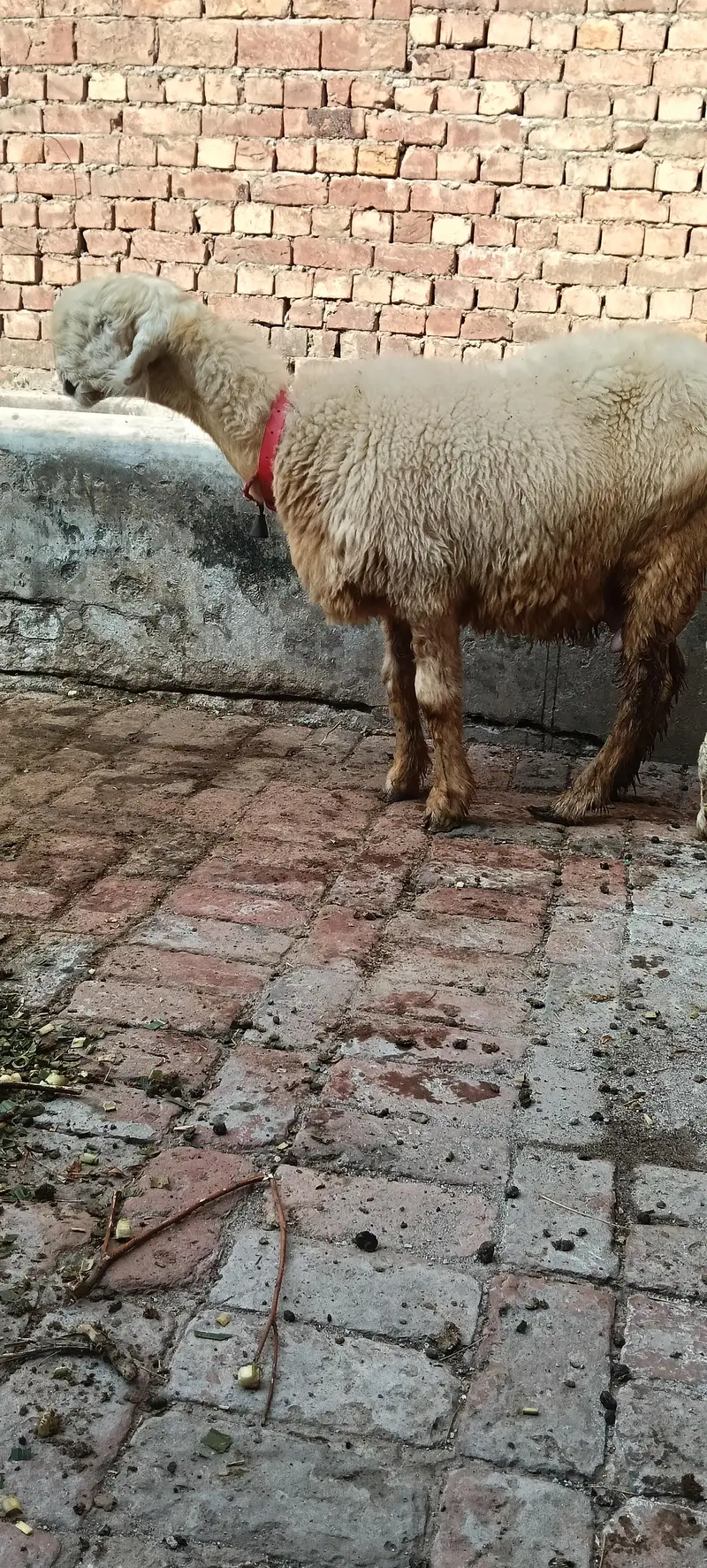 Pure Mundri for sale in Gujrat + kid for sale — photo 4