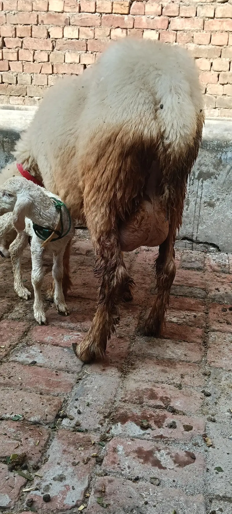 Pure Mundri for sale in Gujrat + kid for sale — photo 5