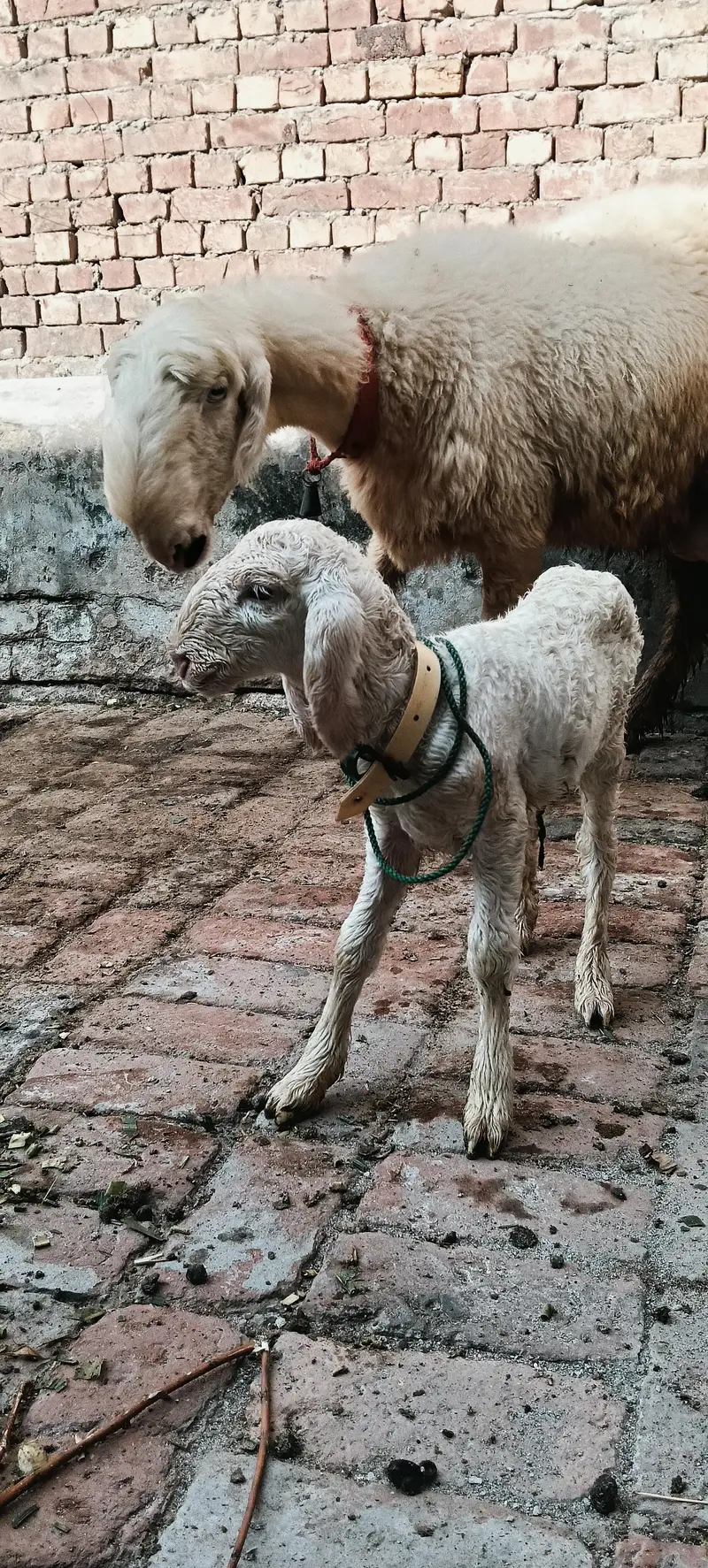Pure Mundri for sale in Gujrat + kid for sale — photo 6