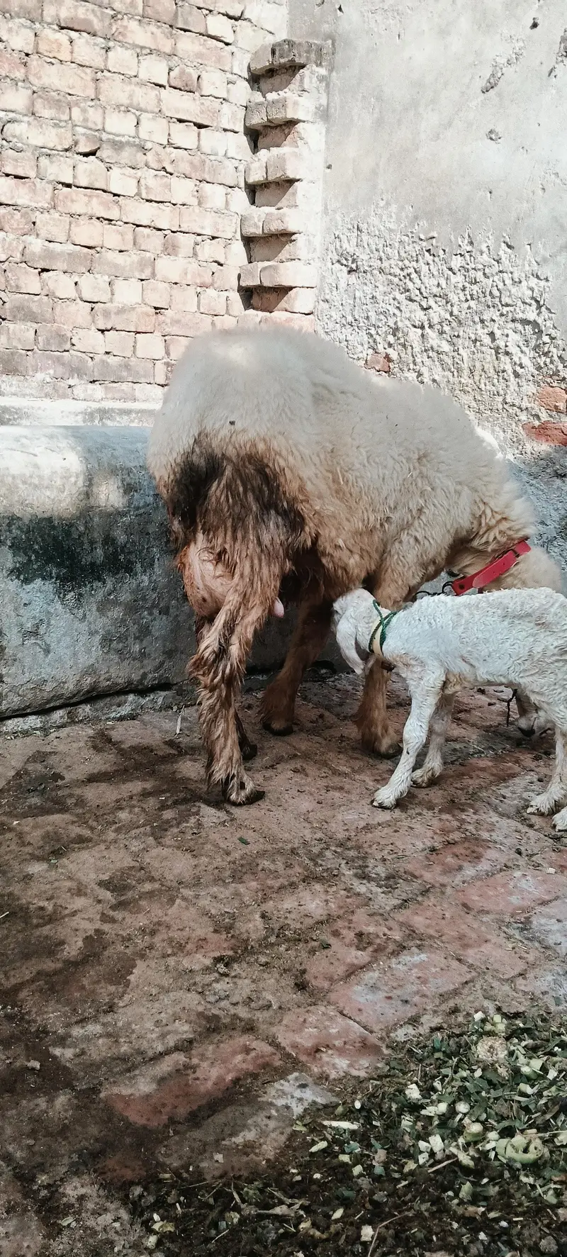 Pure Mundri for sale in Gujrat + kid for sale — photo 7