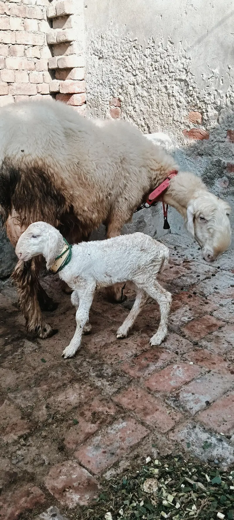 Pure Mundri for sale in Gujrat + kid for sale — photo 8