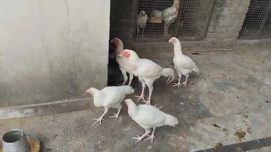 heera aseel ready to breed