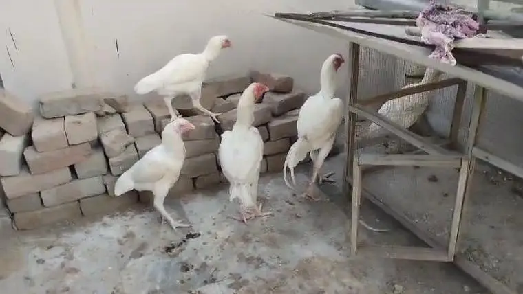 heera aseel ready to breed — photo 2