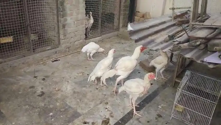 heera aseel ready to breed — photo 3