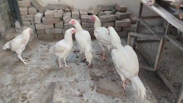 heera aseel ready to breed — photo 4