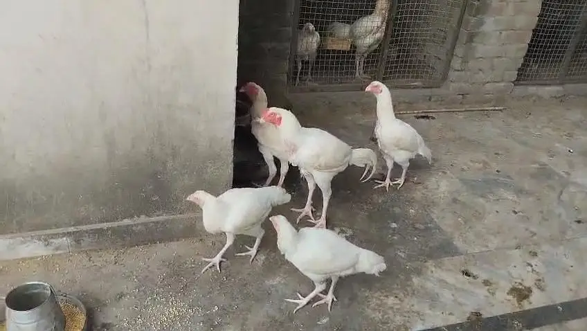 heera aseel ready to breed — photo 6