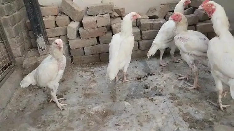 heera aseel ready to breed — photo 7