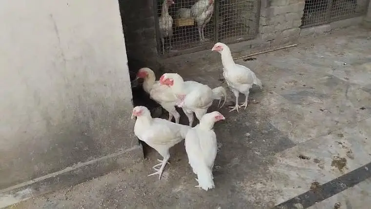 heera aseel ready to breed — photo 9