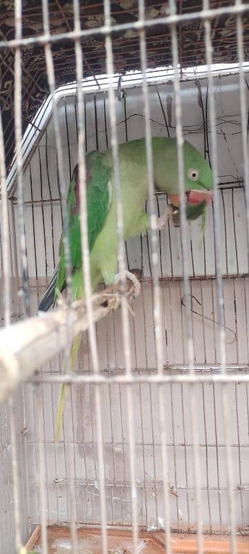 0325 3371473 raw parrot for sale