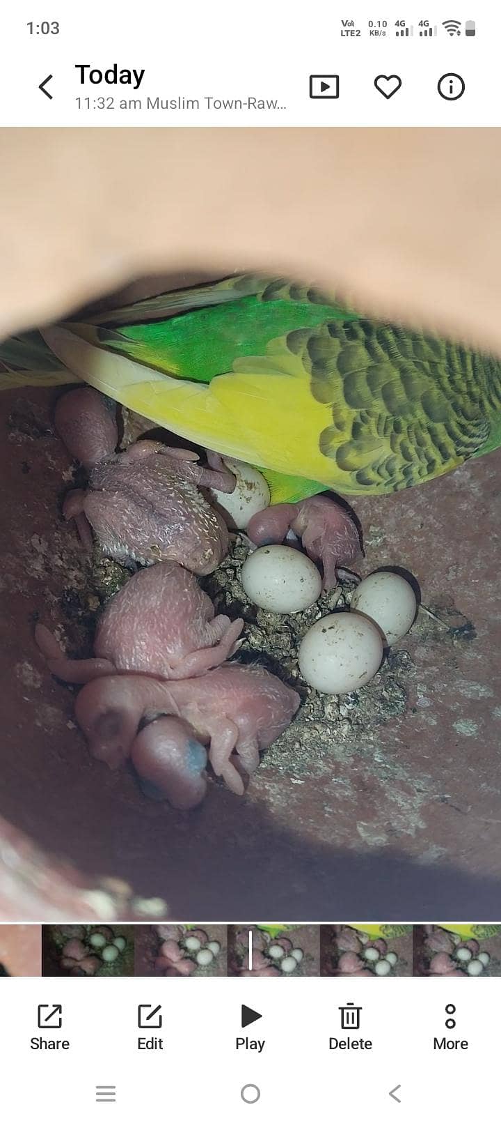 buggies 0