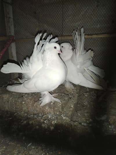 English Fantail Pigeons
