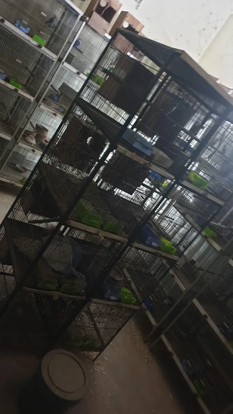500 Per Piec Boxes /Heavy Weight Spot Welding   Cages/ Whatts app Only — photo 3
