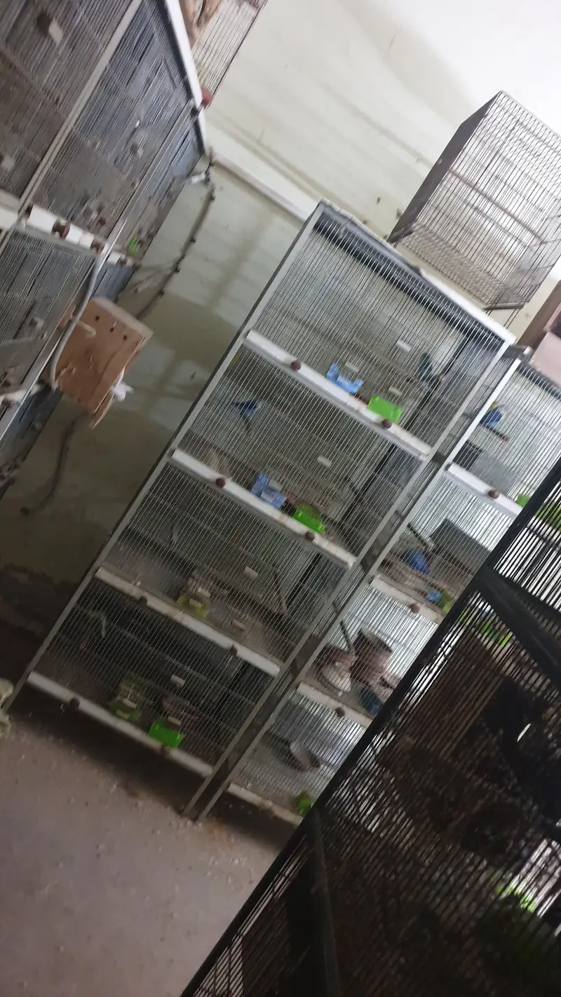 500 Per Piec Boxes /Heavy Weight Spot Welding   Cages/ Whatts app Only — photo 4