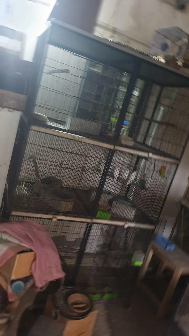 500 Per Piec Boxes /Heavy Weight Spot Welding   Cages/ Whatts app Only — photo 6