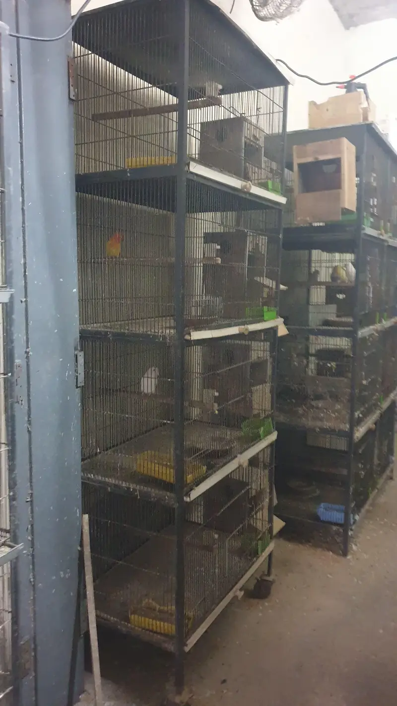 500 Per Piec Boxes /Heavy Weight Spot Welding   Cages/ Whatts app Only — photo 7