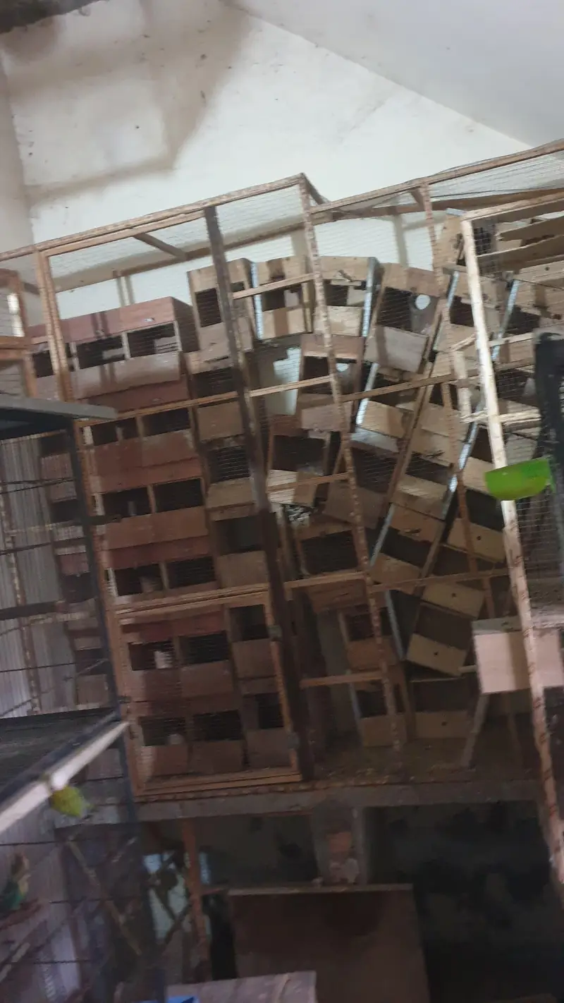 500 Per Piec Boxes /Heavy Weight Spot Welding   Cages/ Whatts app Only — photo 10