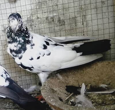 teddy pair breeder ha andon bacon ki garanti ha