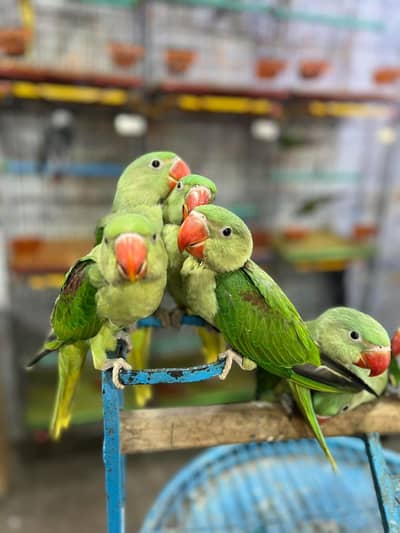 raw parrot Tame pathy