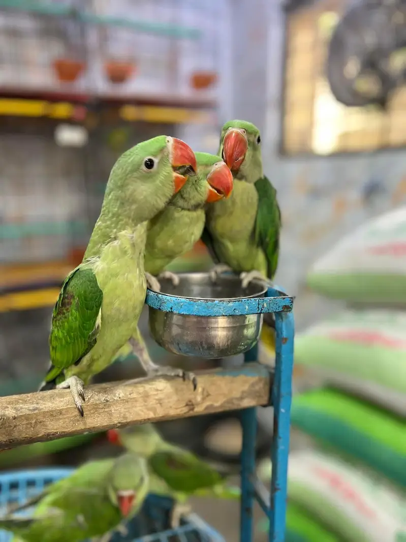 raw parrot Tame pathy — photo 2