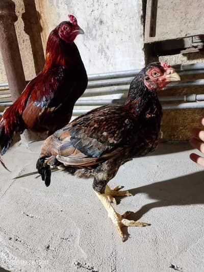 High Quality Aseel Pair