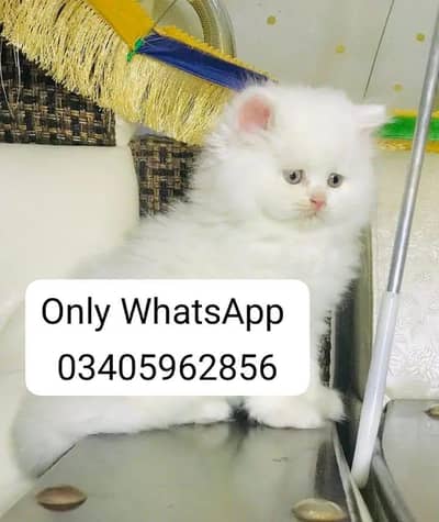 Persian cat 2month vaccinated