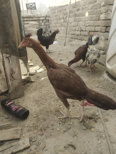 aseel Mianwali Madi home breed ready for breed