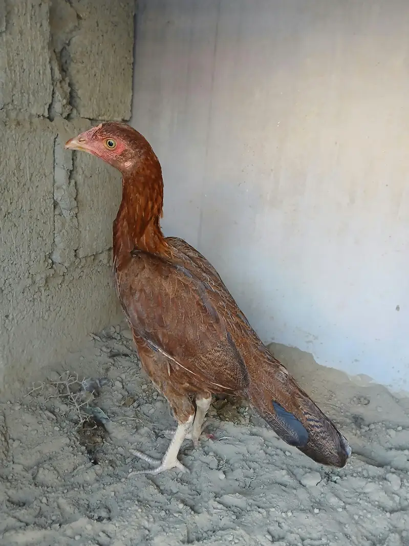 aseel Mianwali Madi home breed ready for breed — photo 2