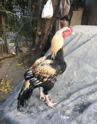 breader or Thai Madi available