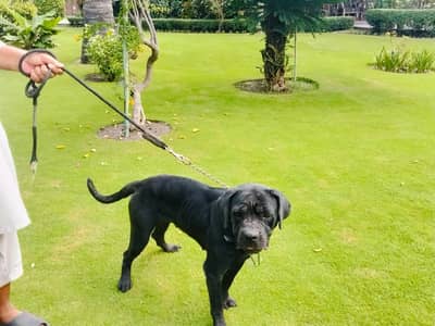 Cane Corso Mastiff female 2 year