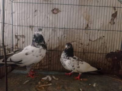 pigeon for sale 03140560428
