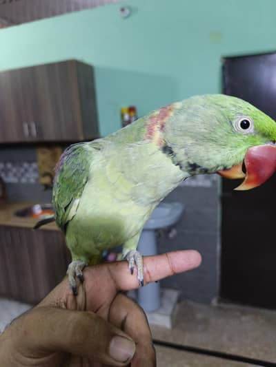 Kashmiri Raw yellow & green ringneck
