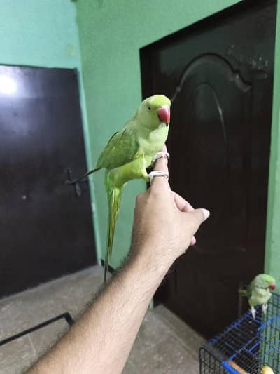 yellow & green ringneck
