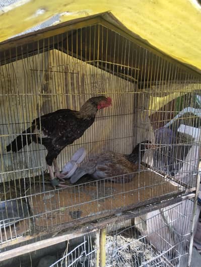 mianwali birds for sale location Islamabad