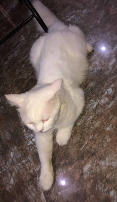 parsion cat