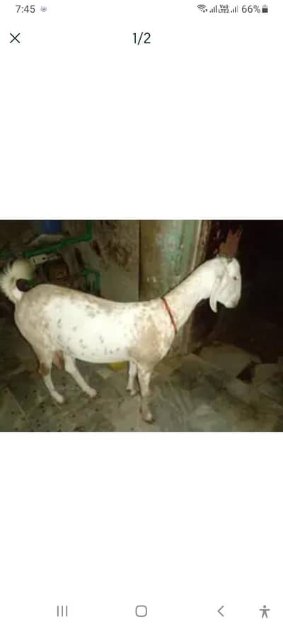 aala nasal ki tapri bakri