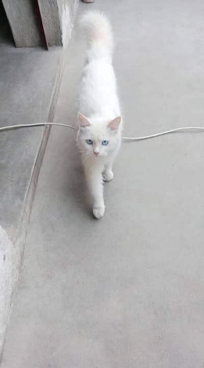 Purebred Persian Cat Available for Loving Home