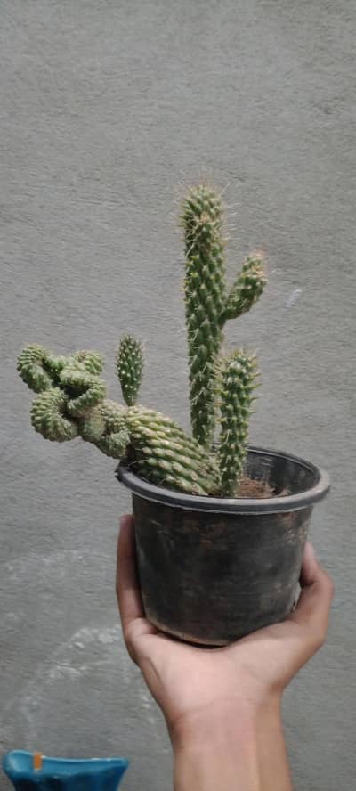 Cactus:Cylindropuntia Fulgida