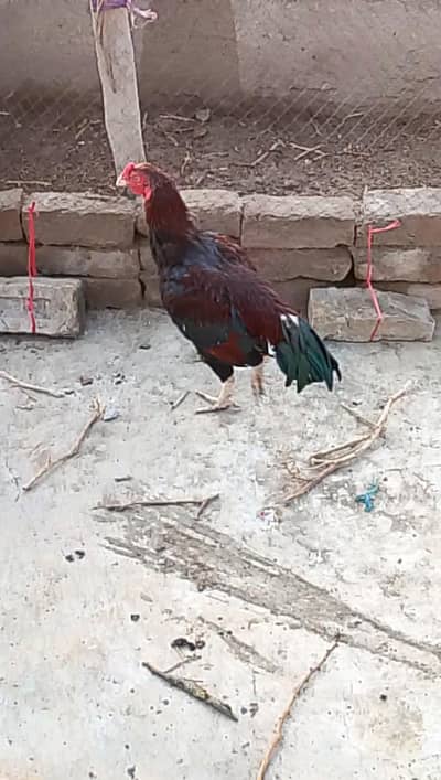 Aseel Pattha & chicks