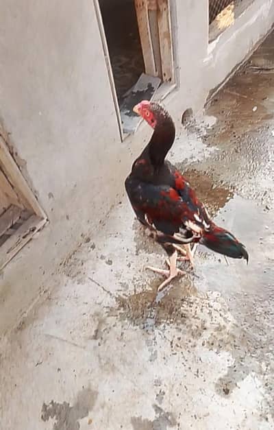 Aseel Pattha & chicks