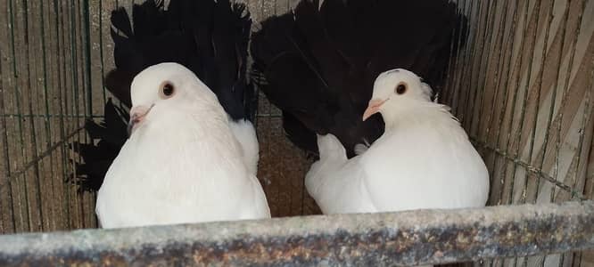 Laka pair, & 1 patha English Fantail Available For Sale