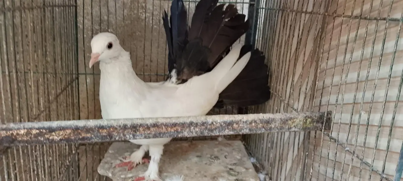 Laka pair, & 1 patha English Fantail Available For Sale — photo 3