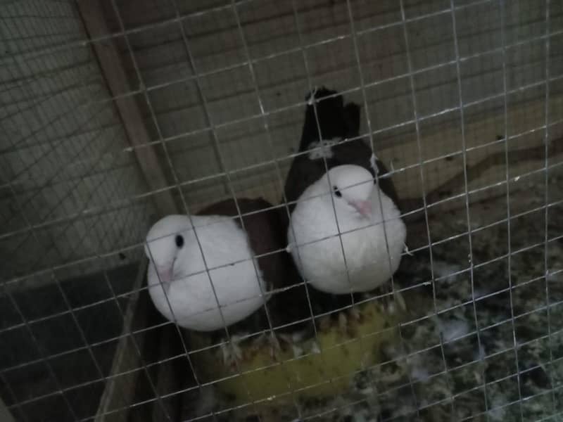 Karbalai 3
