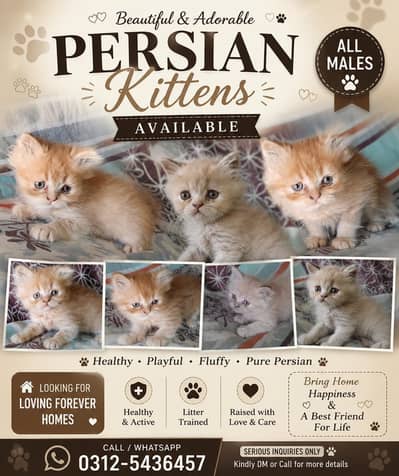 persion kittens for sale