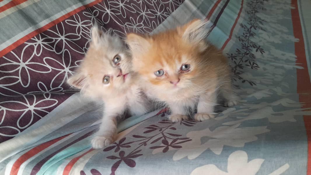 persion kittens for sale 1