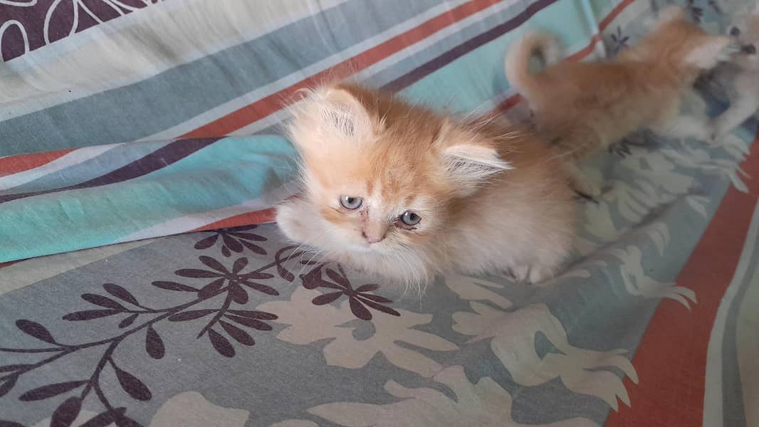 persion kittens for sale 2
